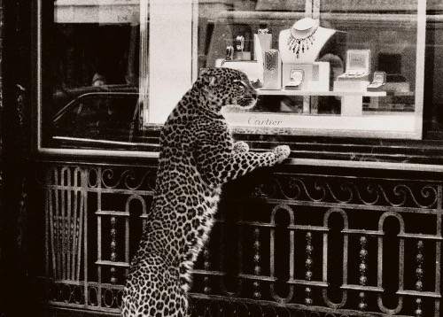 How the Panthère de Cartier Became an Icon in Jewellery History