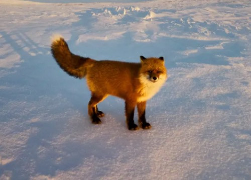 How the Diamond Industry Works to Protect the Environment