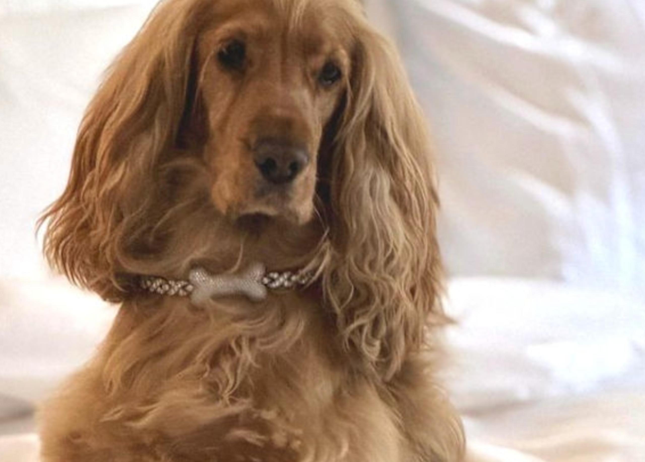 Baccarat Hotel New York Launches Canine Couture Diamond Experience