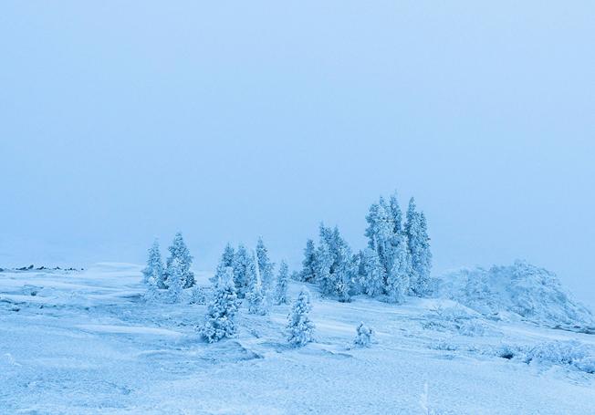 Snow-covered tundra and frost-coated trees near the Gahcho Kué diamond mine in Canada’s Northwest Territories.