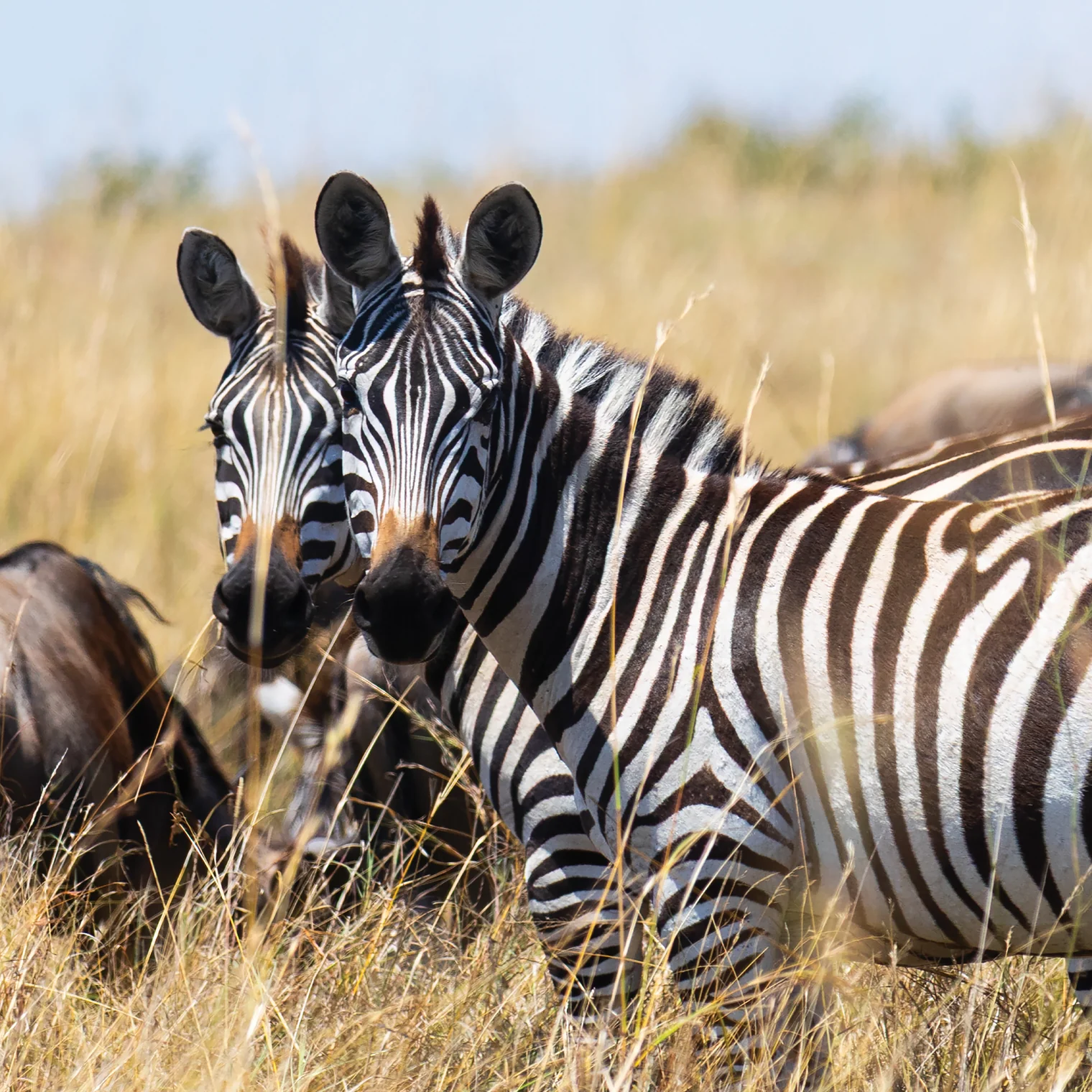 Zebras in their natural habitat — masters of camouflage through contrast. Their striped pattern inspired the bold, enamelled design of Boodles’ Zebra suite.